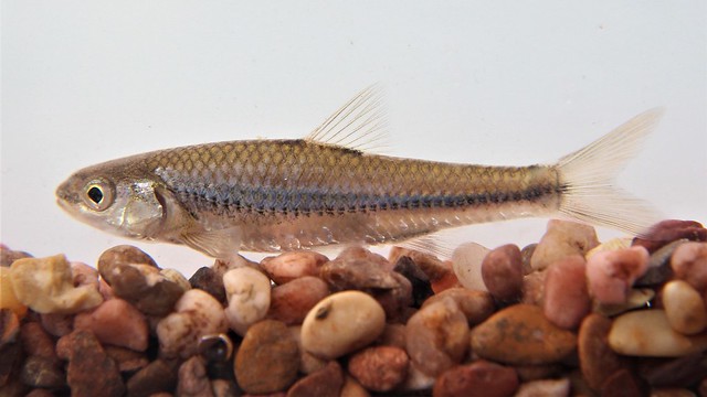 image of Sand Shiner