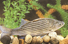 image of Wiper (Hybrid Striped Bass)