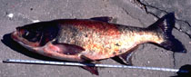 image of Silver Carp