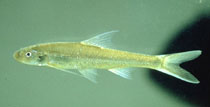 image of Sicklefin Chub