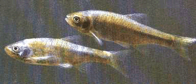 image of Spotfin shiner