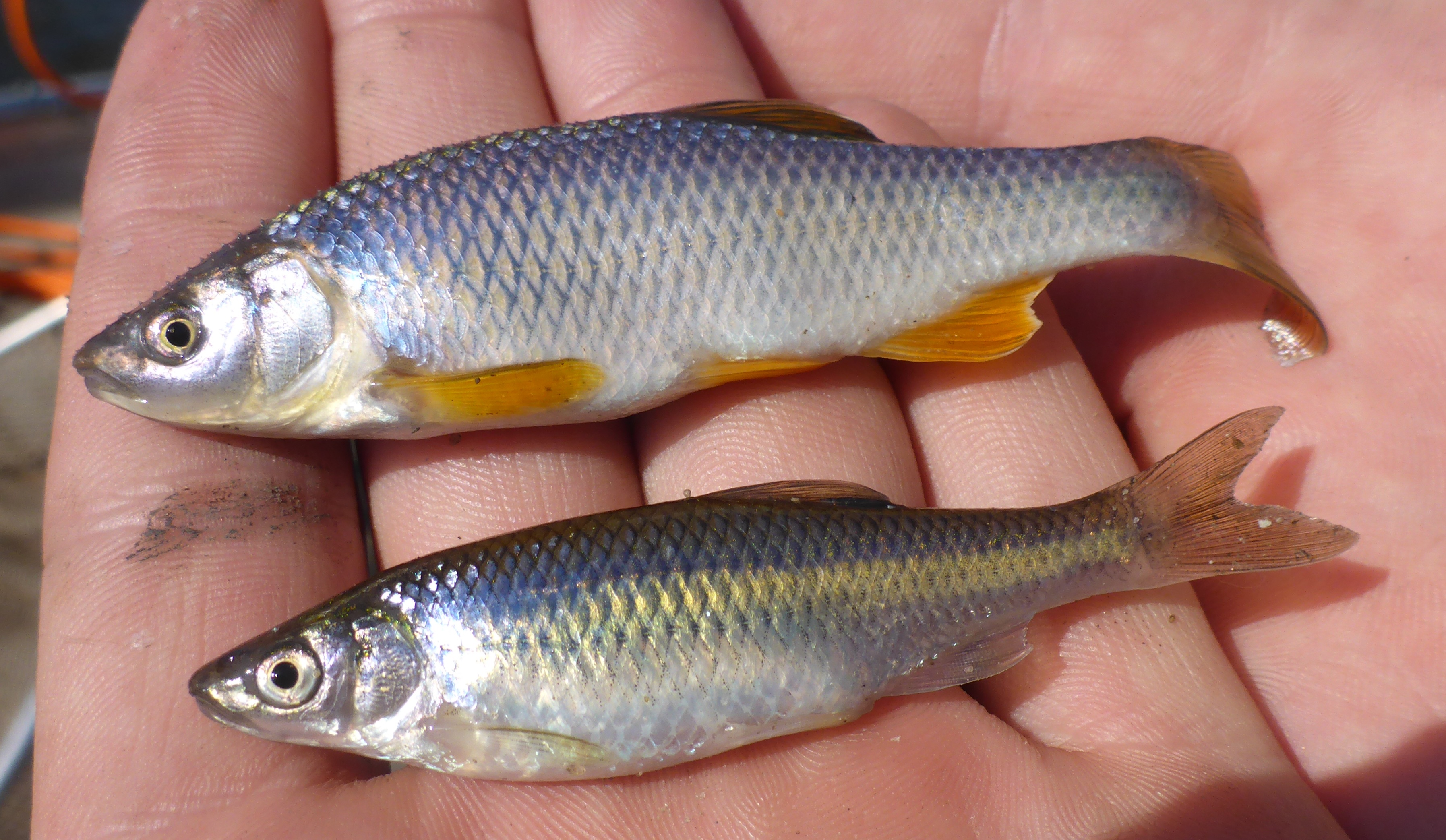 image of Spotfin shiner
