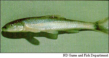 image of Sturgeon Chub