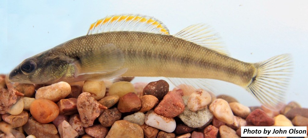 image of Slenderhead darter