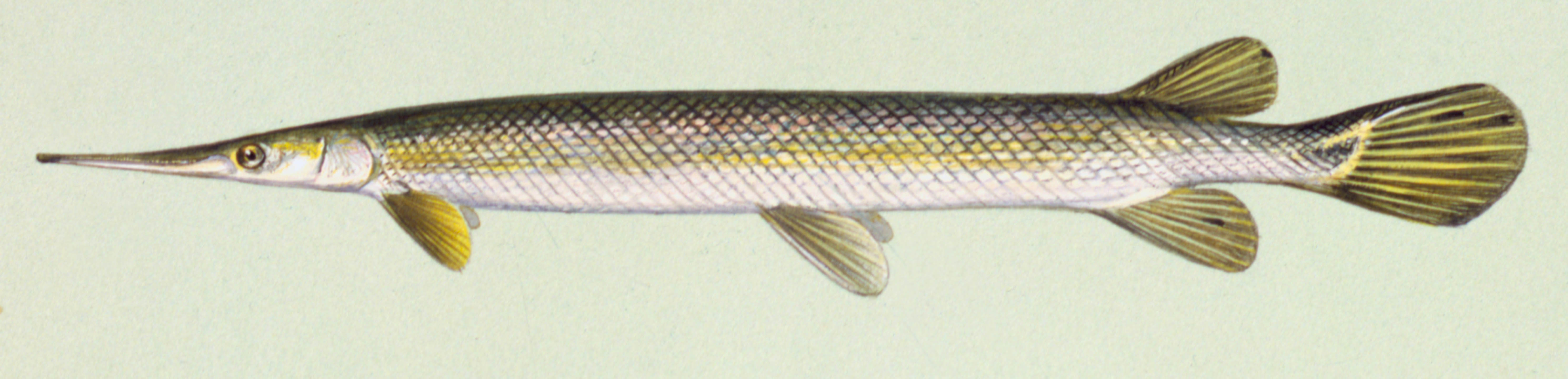 image of Shortnose gar