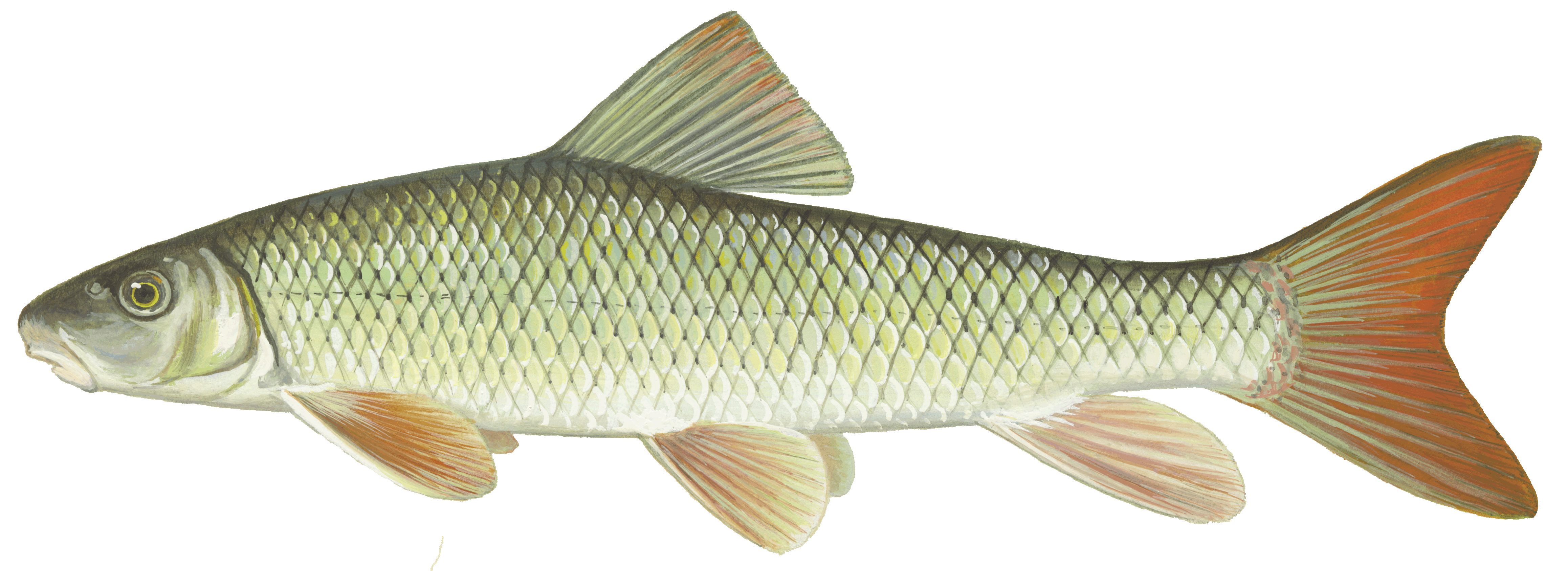 image of Shorthead redhorse