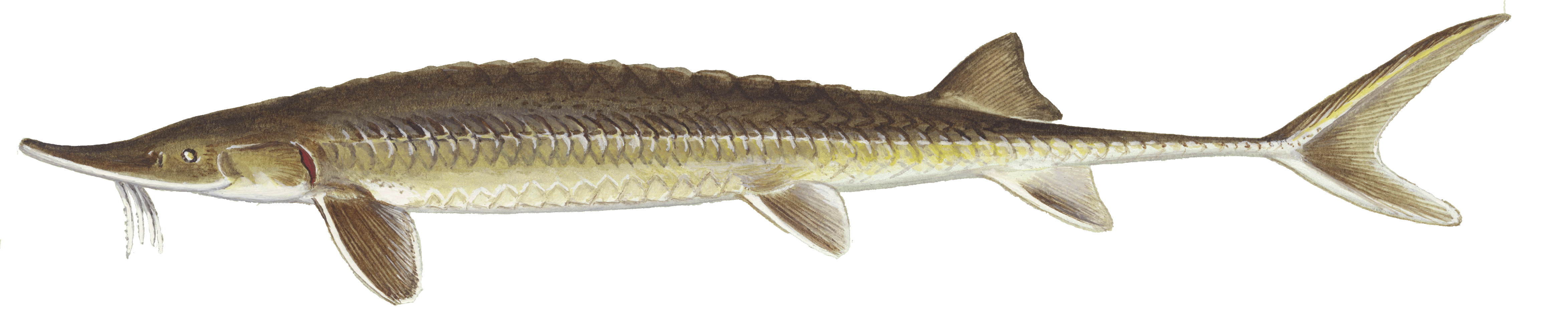 image of Shovelnose sturgeon