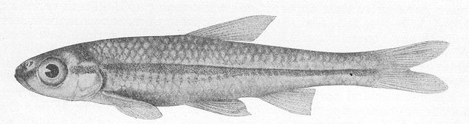 image of Silverband Shiner