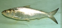 image of Skipjack Herring