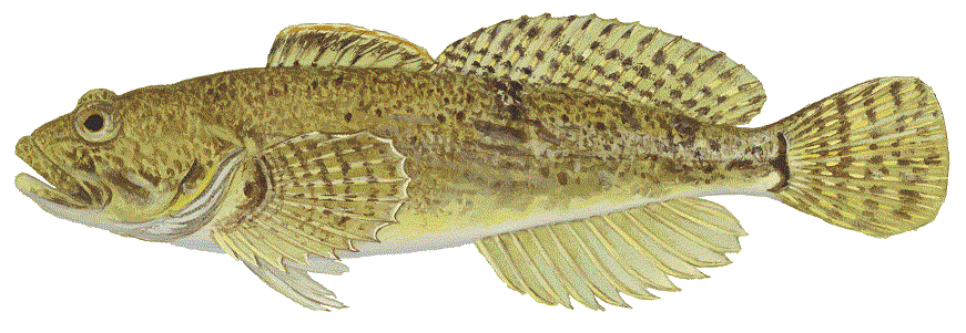 image of Slimy Sculpin