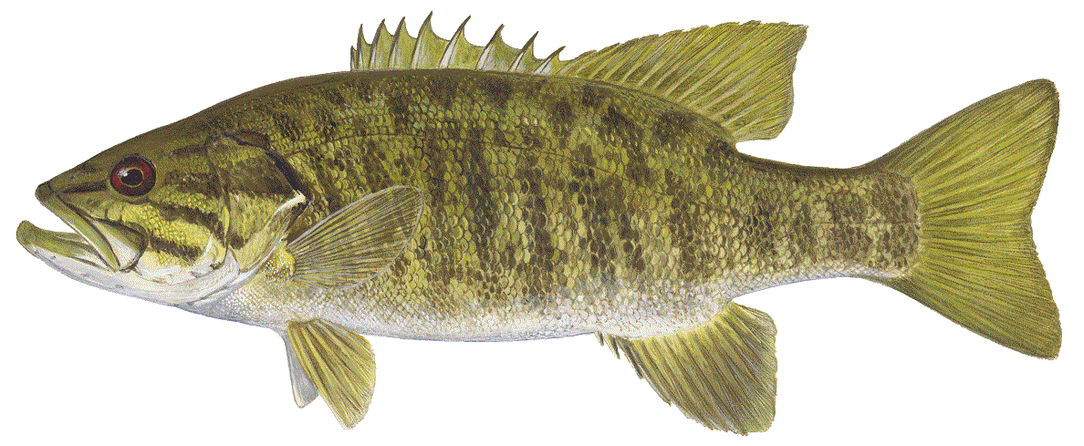 image of Smallmouth Bass