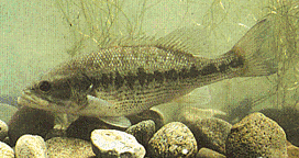 image of Spotted bass