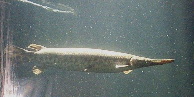 image of Spotted Gar