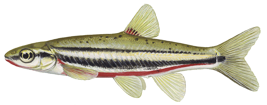 image of Southern Redbelly Dace