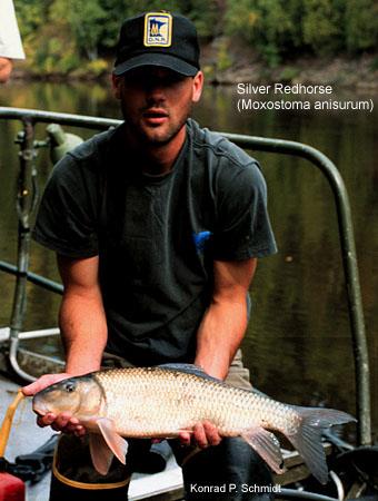 image of Silver Redhorse