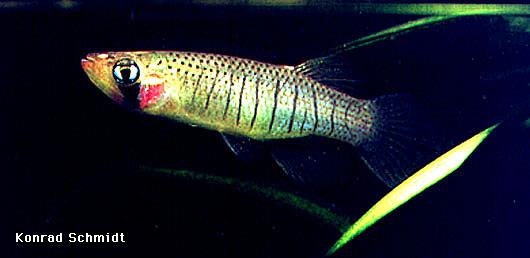 image of Starhead Topminnow