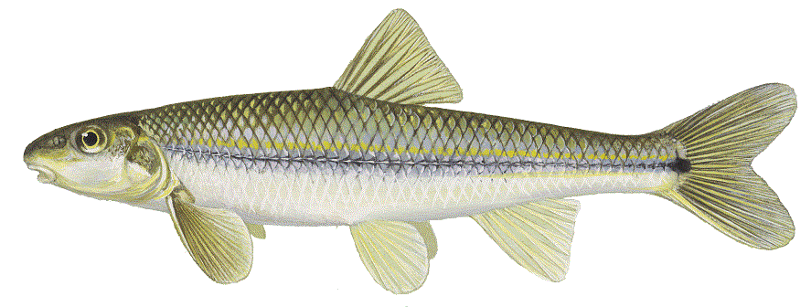 image of Suckermouth minnow