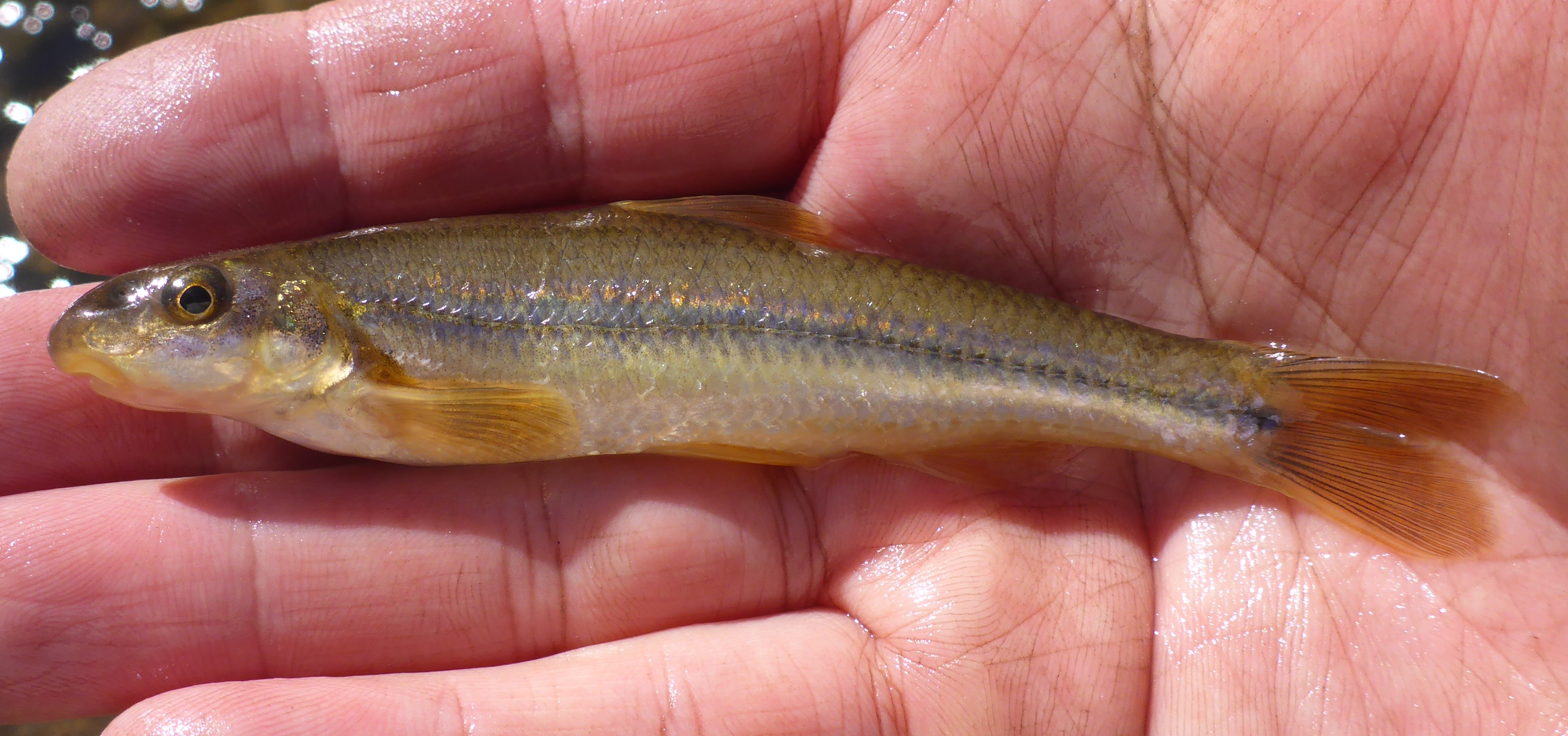 image of Suckermouth minnow