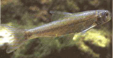 image of Silver chub