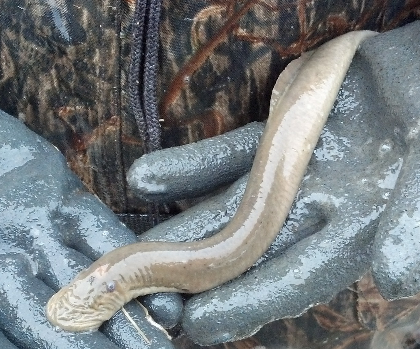 image of Silver Lamprey