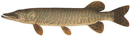 image of Tiger muskie