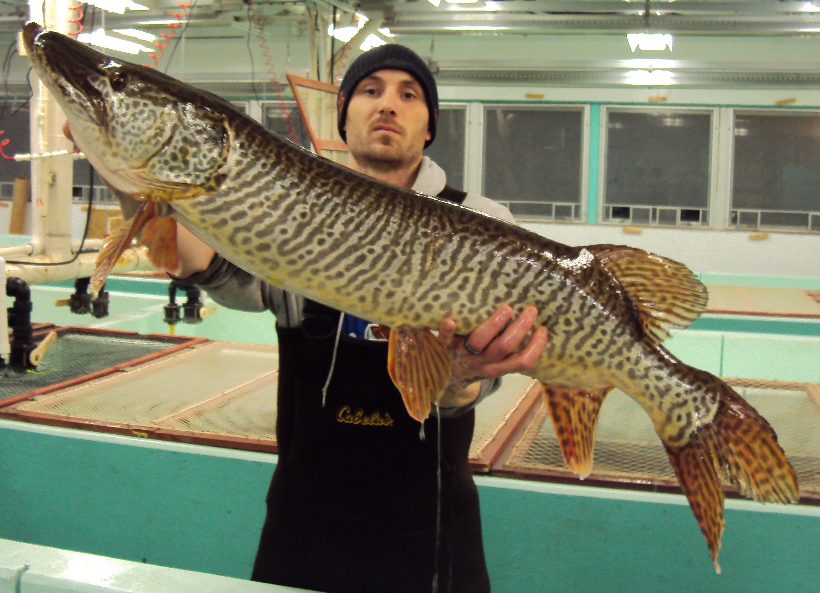 image of Tiger muskie