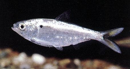 image of Threadfin Shad