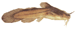 image of Tadpole madtom