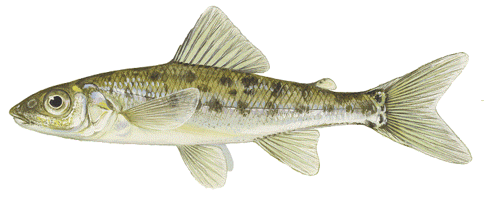 image of Trout-perch