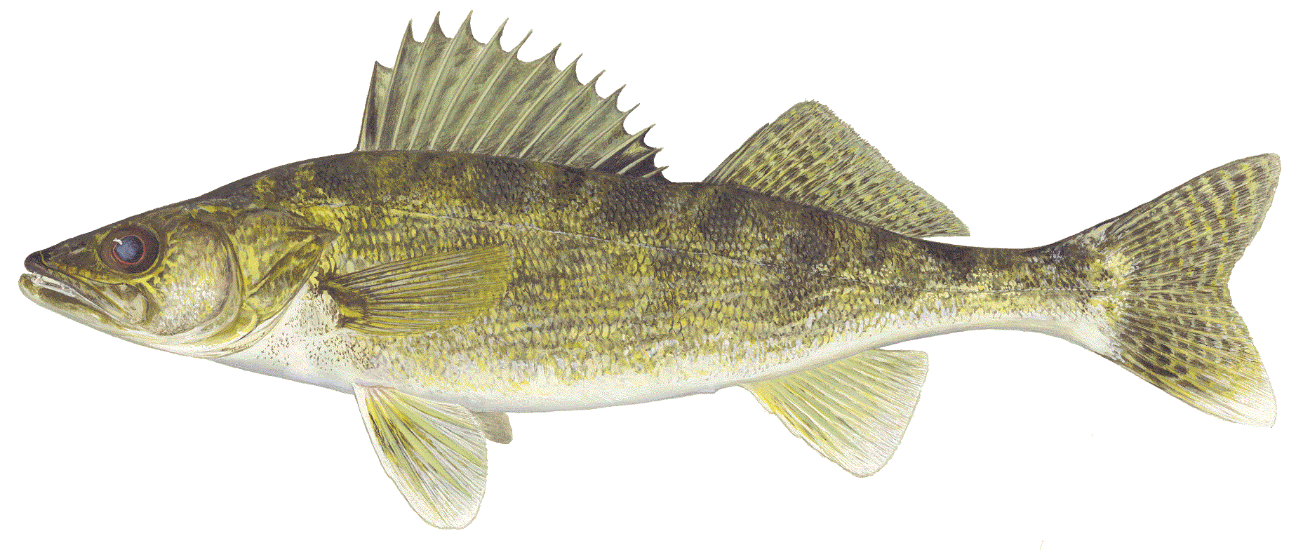 image of Walleye