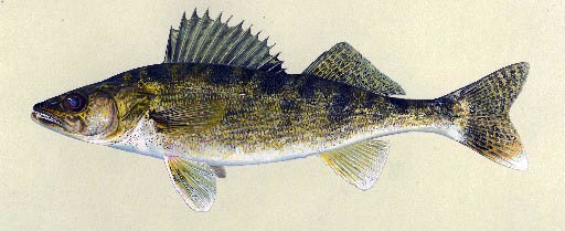 Walleye