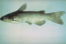 image of White Catfish