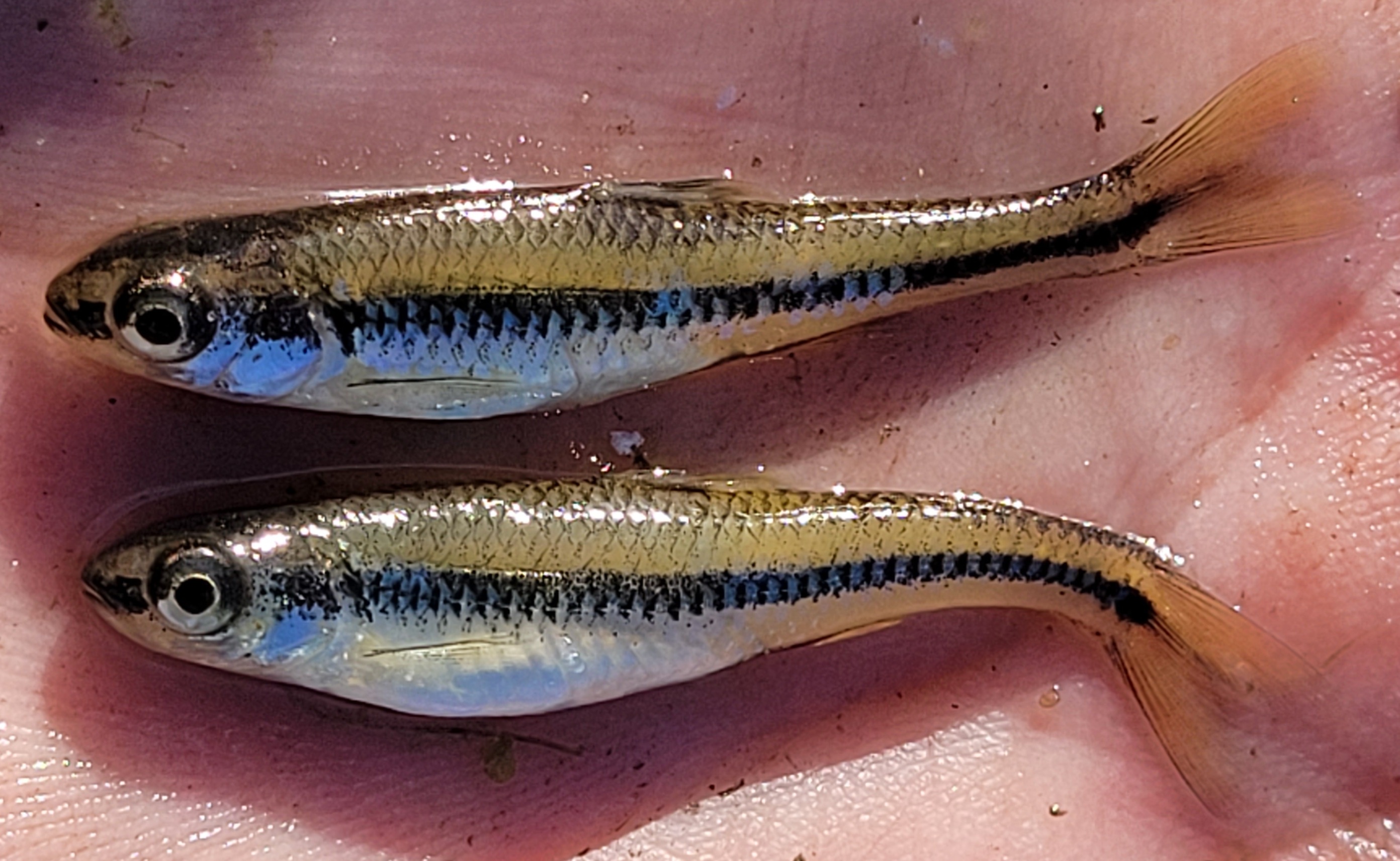 image of Weed shiner