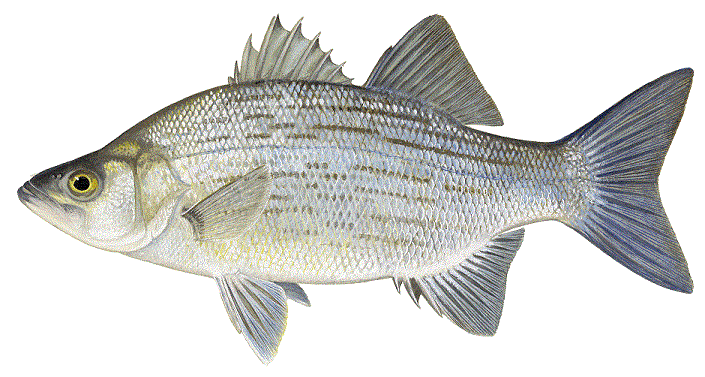 image of White Bass