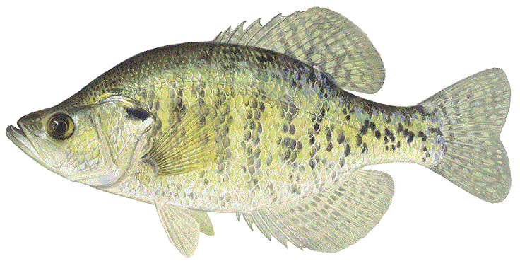 image of White Crappie