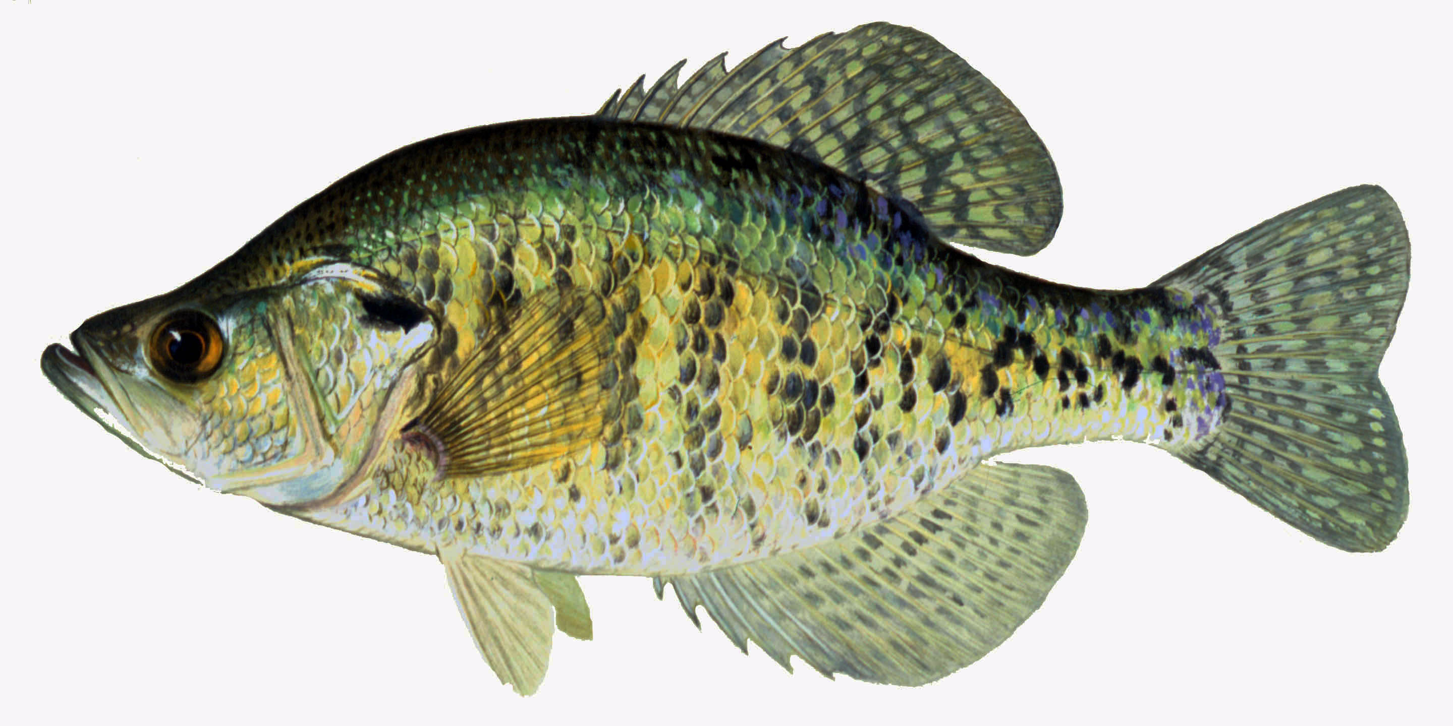 White Crappie