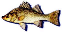 image of White Perch