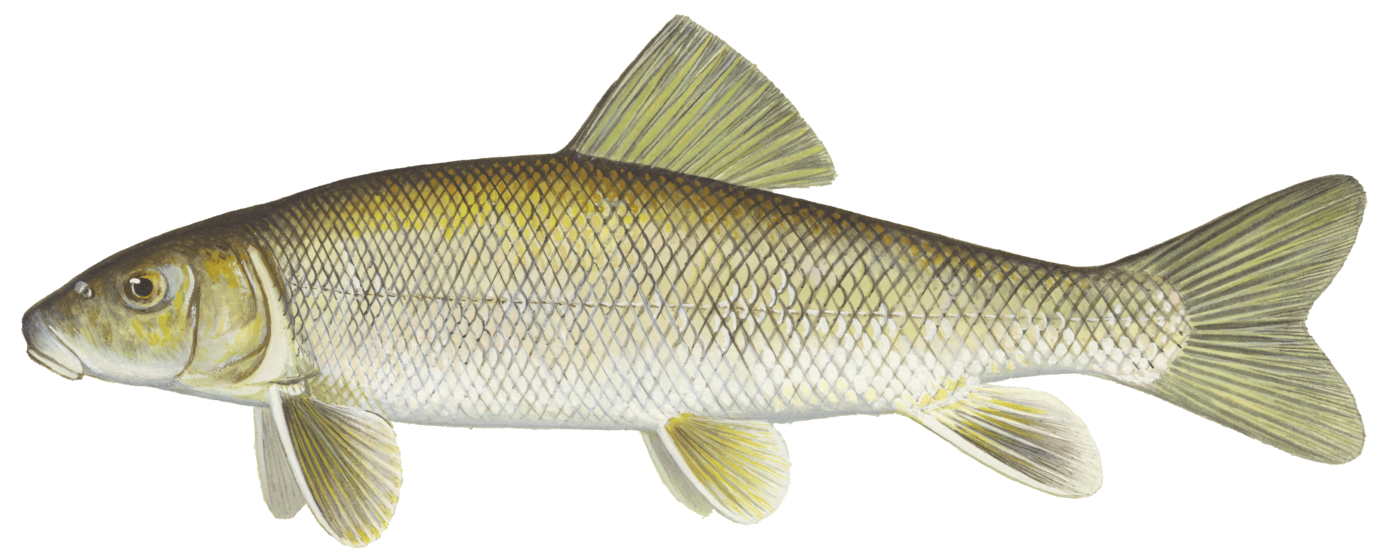 image of White Sucker