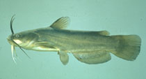 Yellow Bullhead