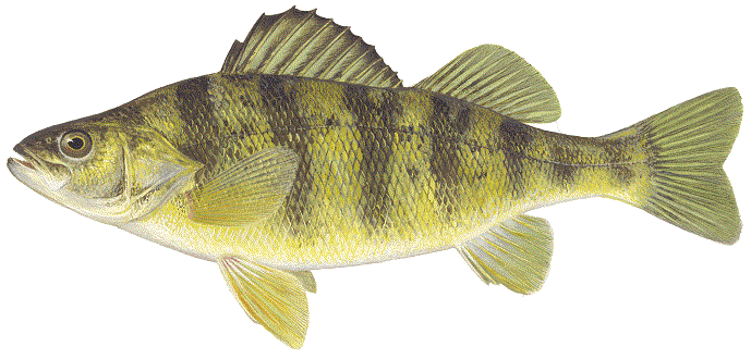 image of Yellow Perch