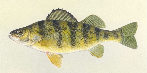 Yellow Perch