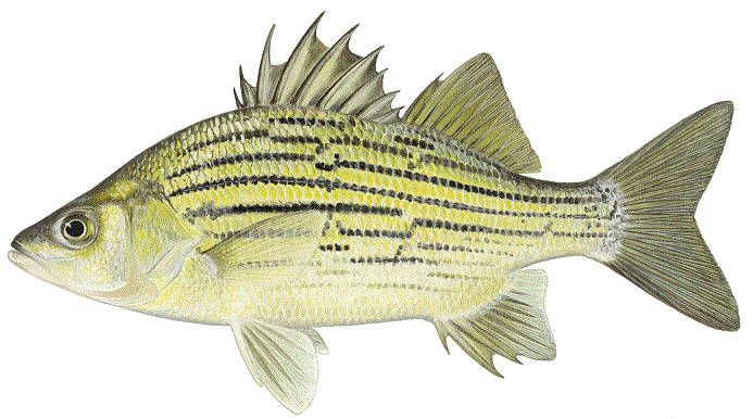 image of Yellow Bass