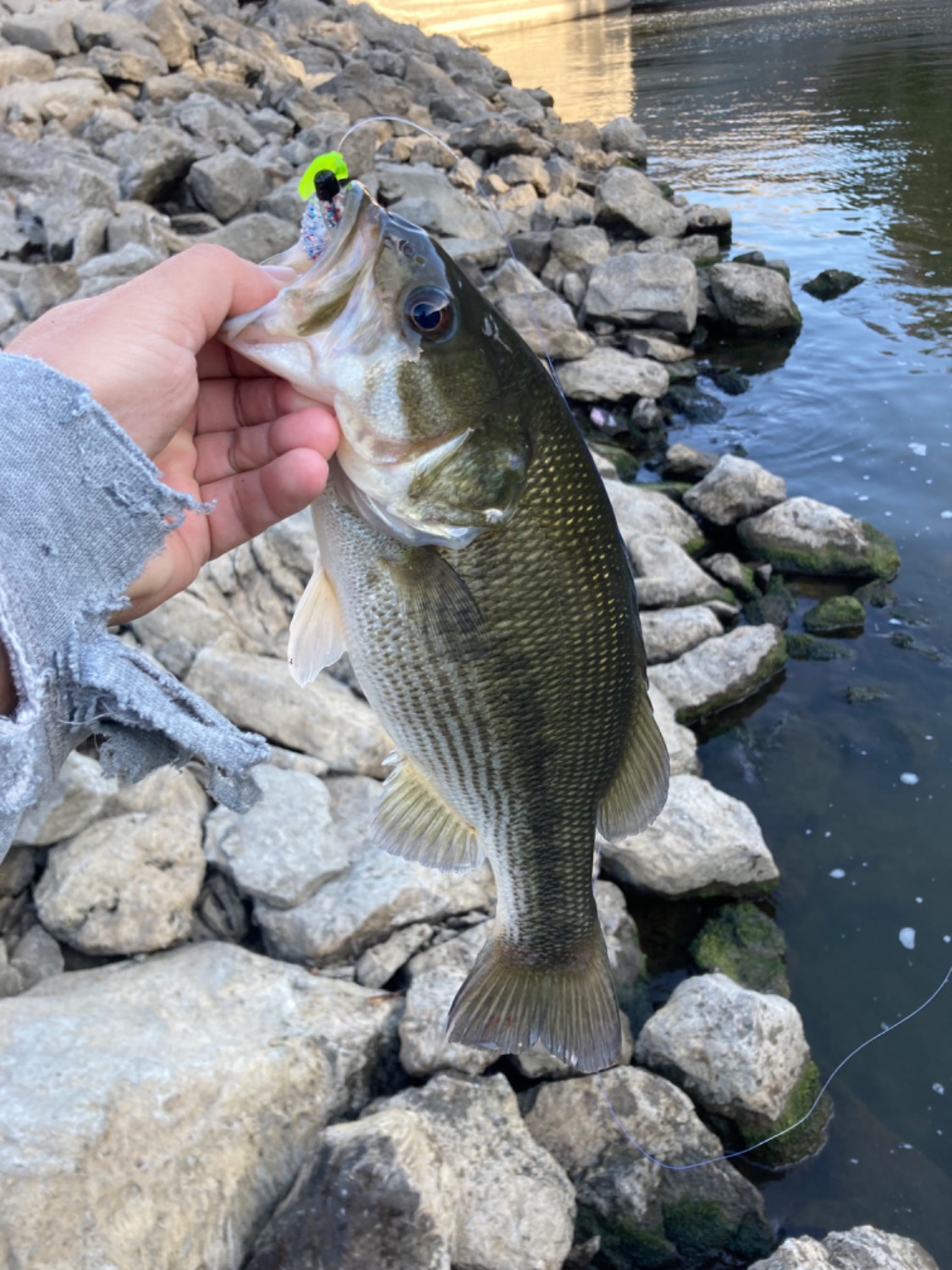 fish