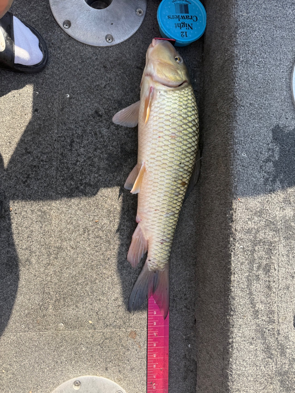 fish