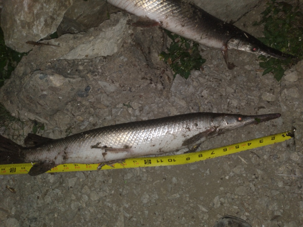 fish