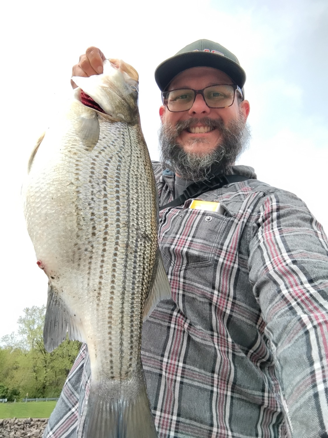 fish