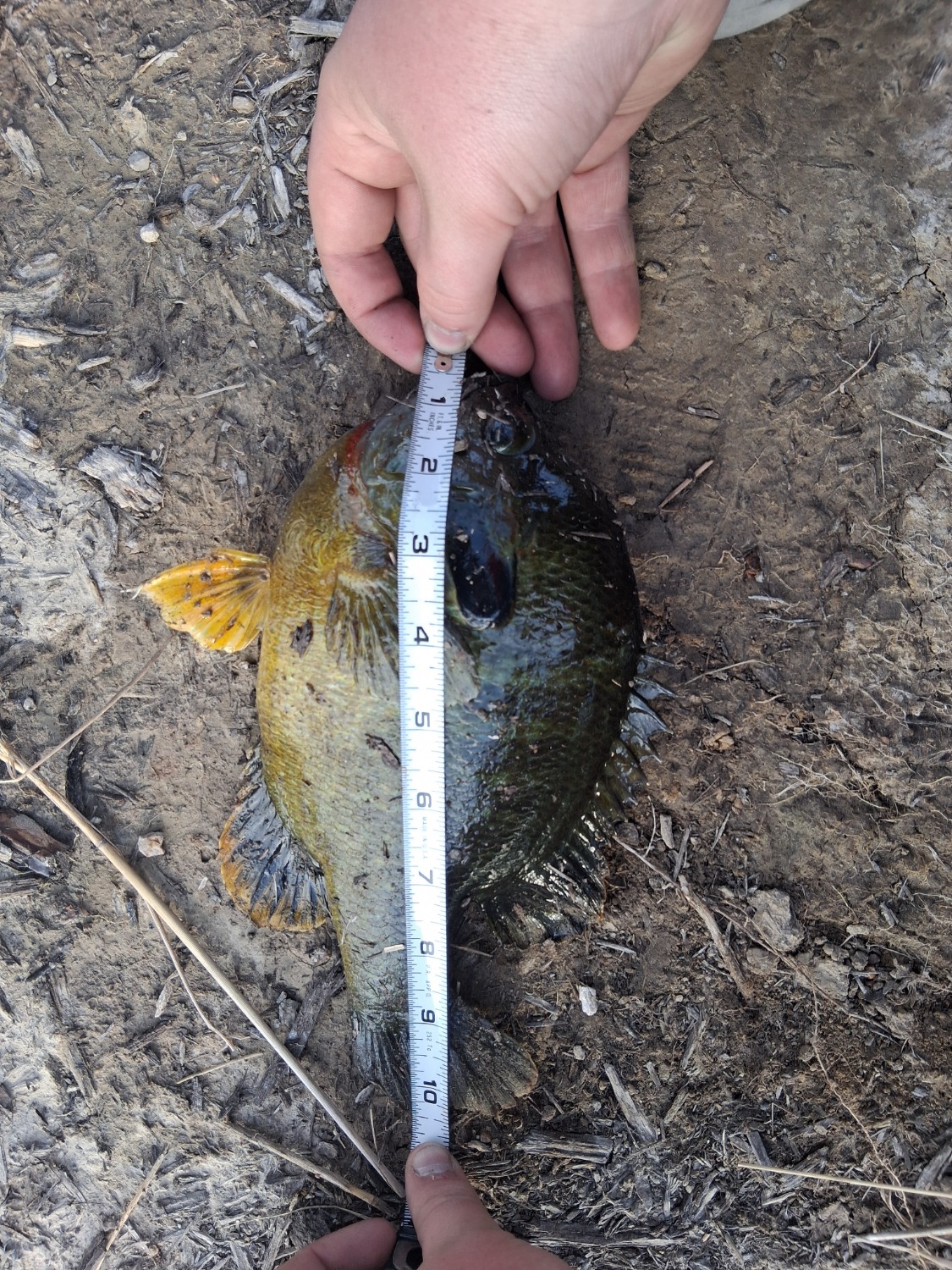 fish