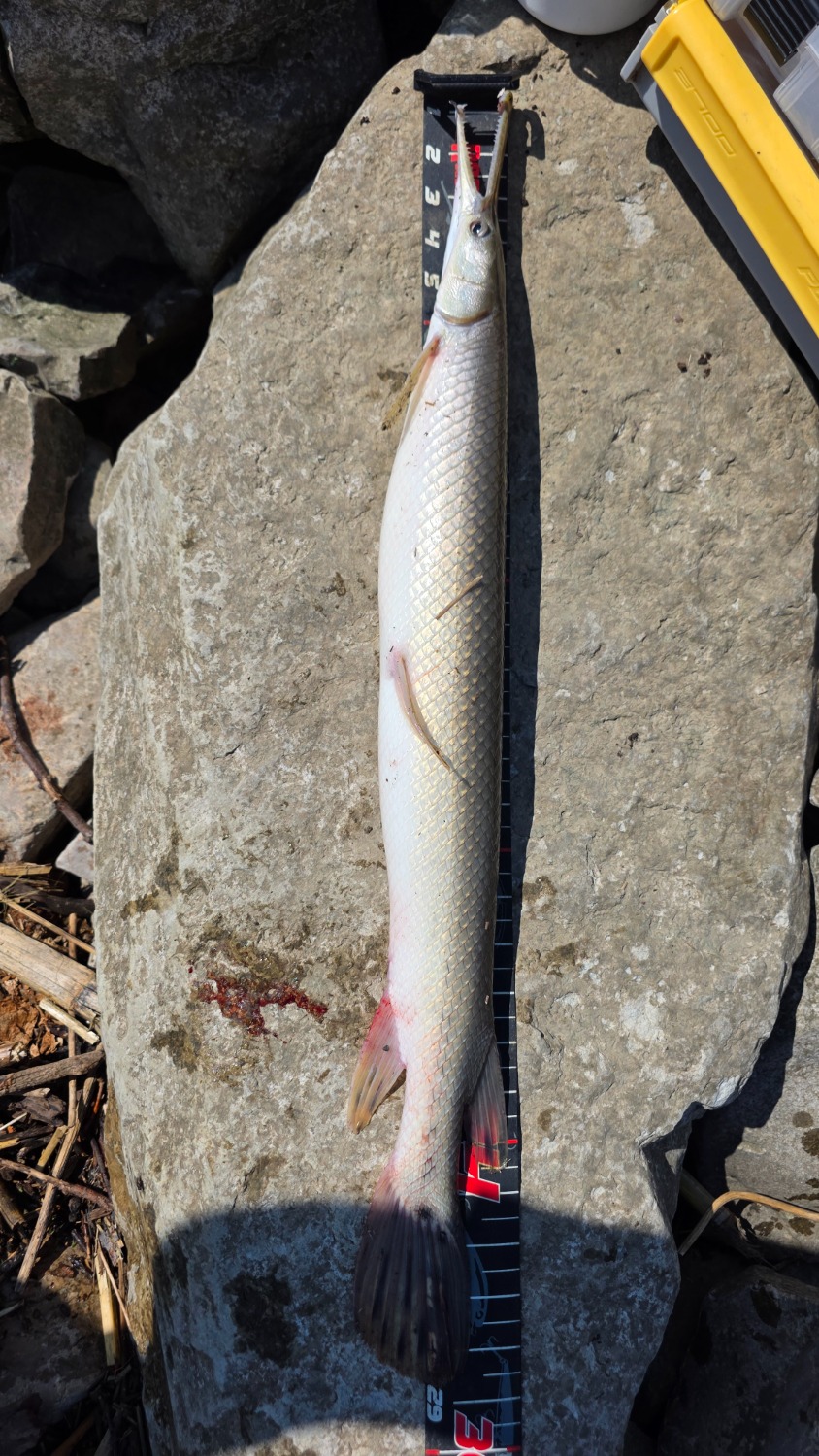 fish