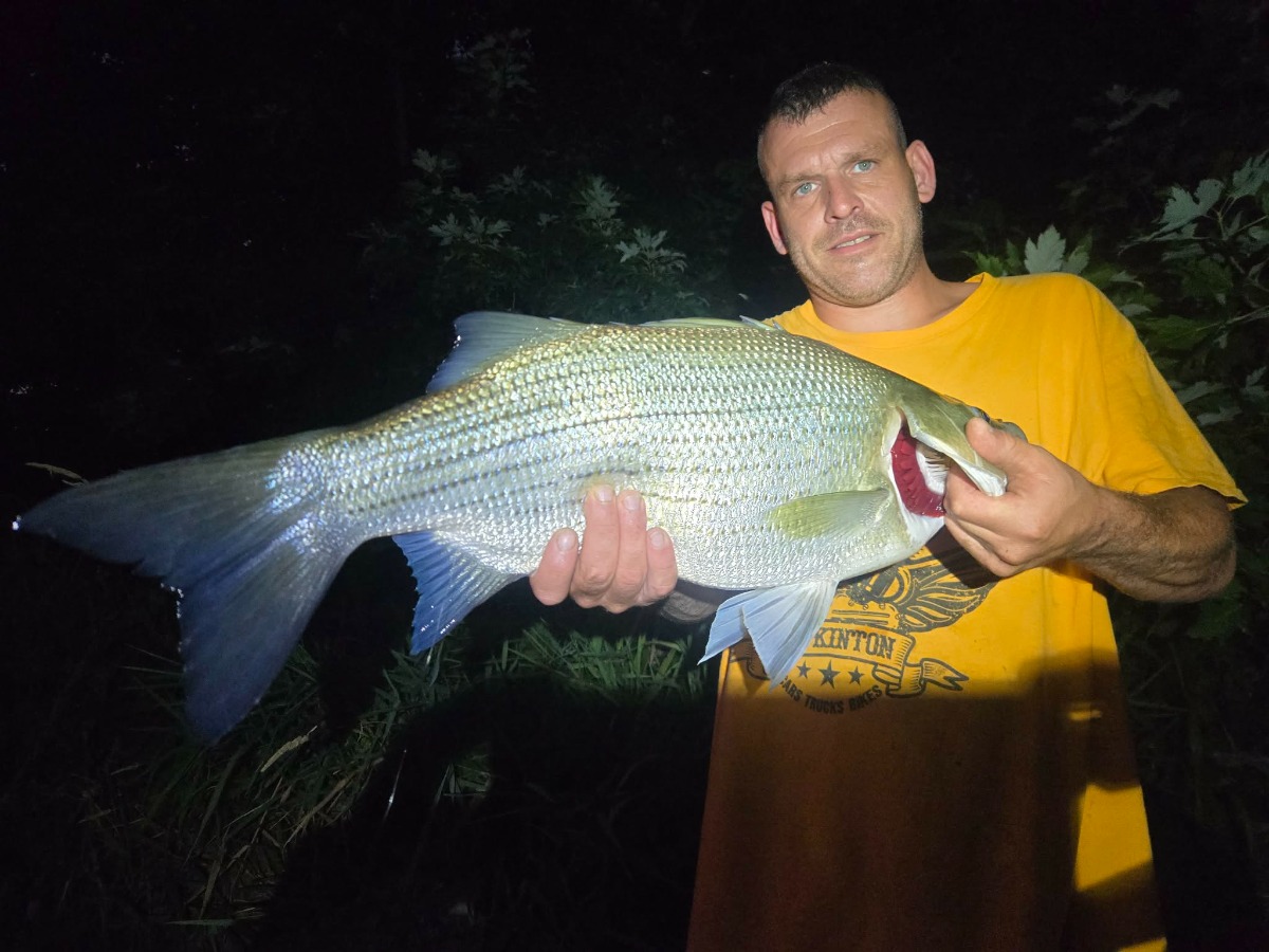 fish