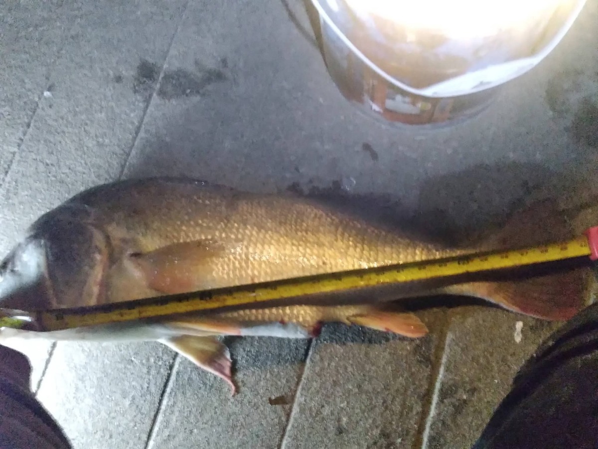 fish